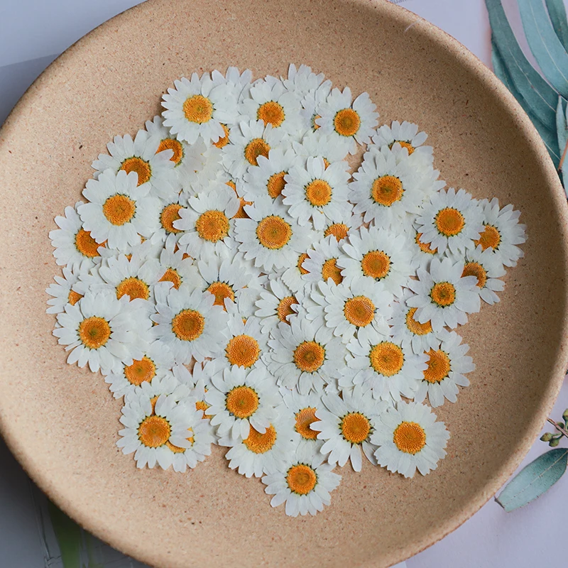 Dried Flower Bookmark - 60 fleurs de chrysanthème Paludosum pressées