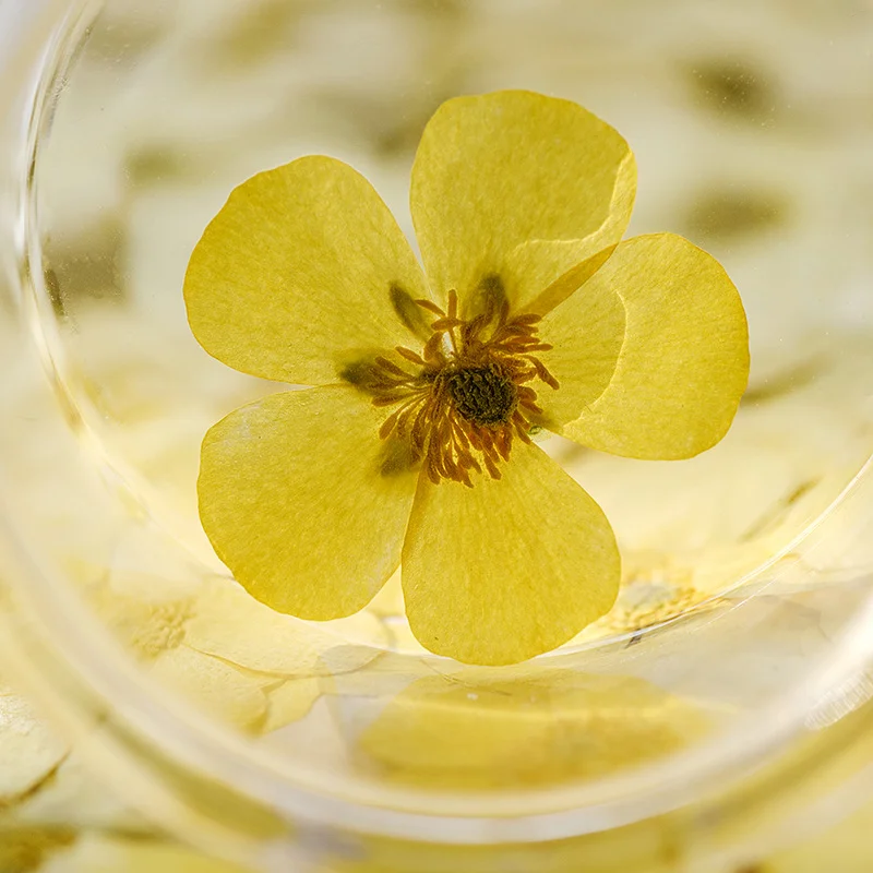 Dried Flower Bookmark - 100 pièces de ranuncules séchés, spécimens