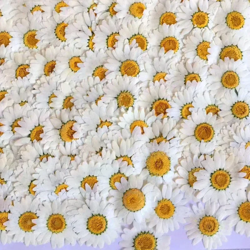 60 fleurs de chrysanthème Palu - Dried Flower Bookmark avis et prix