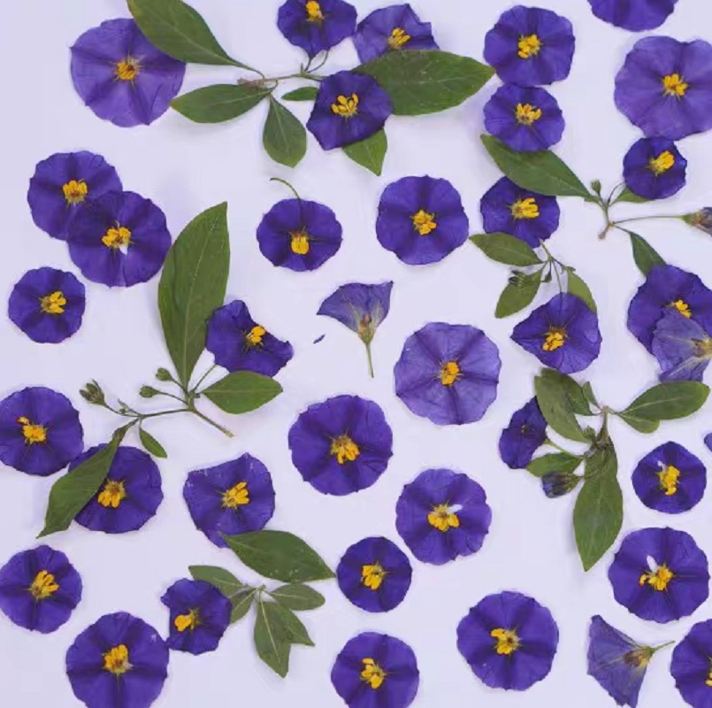 Lycianthes séchées pressées, 1 - Dried Flower Bookmark avis et prix
