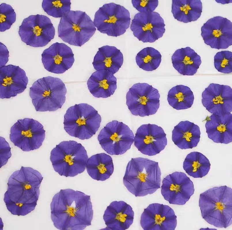 Lycianthes séchées pressées, 1 - Dried Flower Bookmark avis et prix